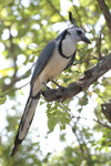 White-throated Magpie-Jay    